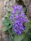 Campanula elatinoides